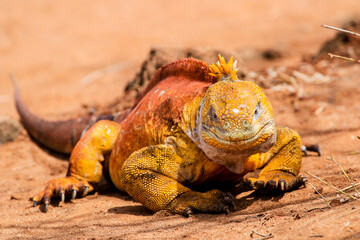 A Galapagos Land Iguana walking purposefully uphill at Cerro Dragon on Santa Cruz Island in the...