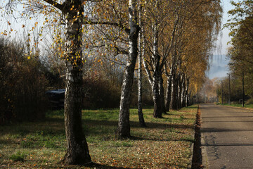 Fototapeta na wymiar Birch alley with yellow foliage in autumn