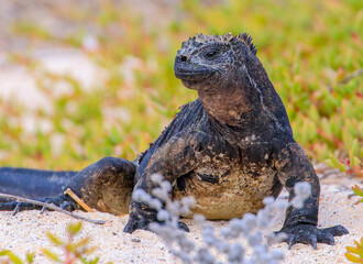 A Marine Iguana identified by its distinctive colouring as being endemic to Santa Cruz in the...