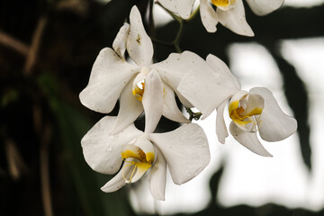 white orchid flower