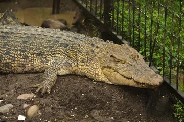 Foto op Plexiglas Close up of a crocodile © Rif Creative