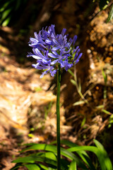 Agapanthoideae, Flower with Lilac Petals near to Arvi Park, Colombia