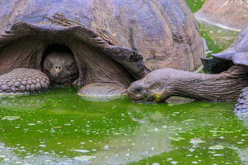 Two Galapagos Giant Tortoises cooling off in water in the highlands of Santa Cruz in the Galapagos...