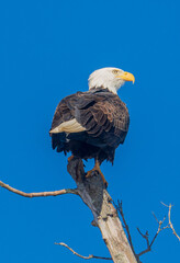 Bald eagle perched on a dead tree