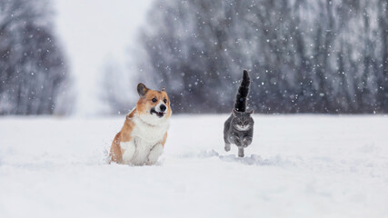 furry friends funny striped cat and corgi dog run fast on deep white snow in the winter park