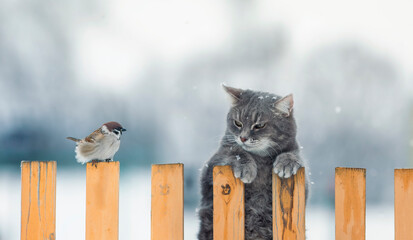 funny striped hunter cat sits on a fence and watches a sitting bird - 479795584