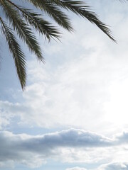Palm tree leaves and clouds behind