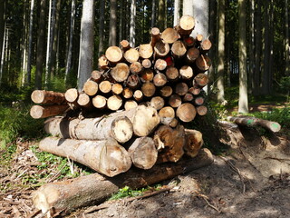 Stack of wood in a spruce forest in the Sauerland, North Rhine-Westphalia, Germany - obrazy, fototapety, plakaty
