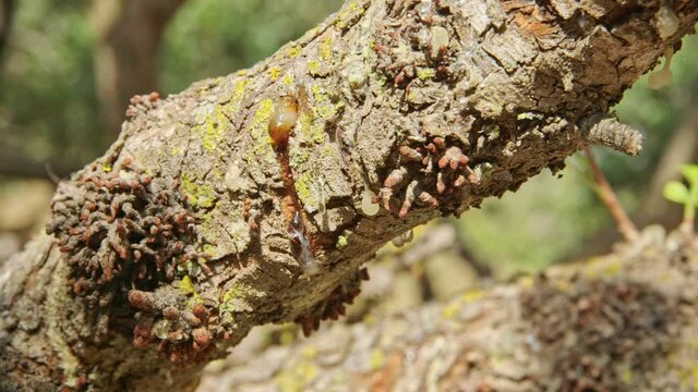 Mastic tree or Skinos. At Chios Island close up healing sap on branches.