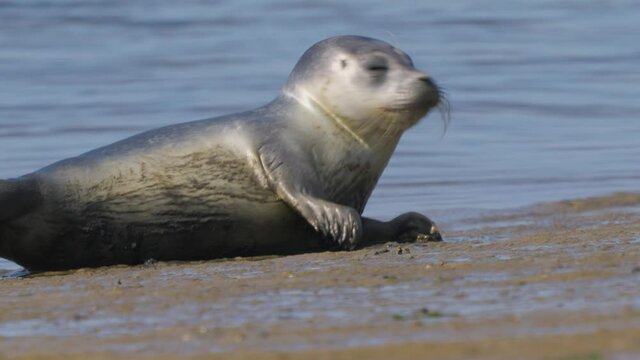 Close up of seal laying alone on Sandy beach with ocean background