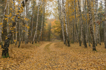 Seasonal tranquil landscape with an empty sandy road covered with foliage in mixed wood forest in Sumskaya oblast, Ukraine
