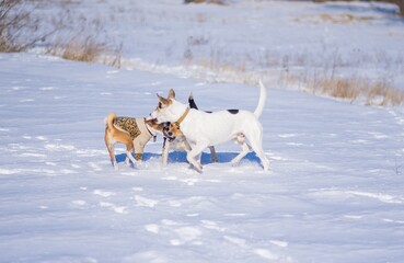 Two mixed breed white and black dogs play close with basenji dog on a fresh snow at cold and sunny winter day