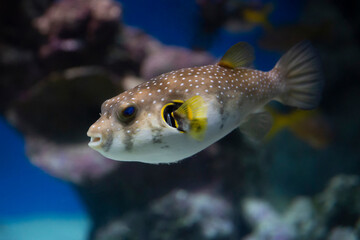 spotted puffer fish in an aquarium underwater, blurred background