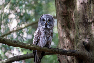 Owl on a branch