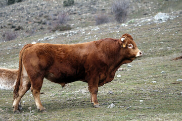 toro en dehesa