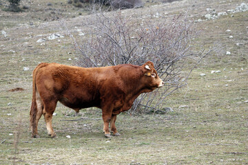 toro marrón en el campo