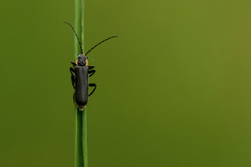 Dunkler Fliegenkäfer (Cantharis obscura)