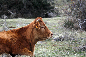 Fototapeta na wymiar vaca de raza para carne en el campo