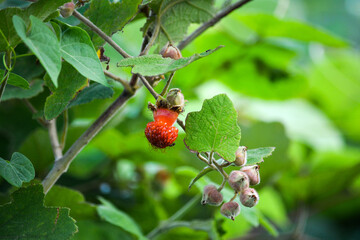 Wild raspberries (Hai Van Pass, Vietnam)