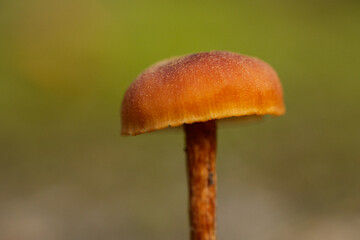 Gift-Häubling (Galerina marginata)