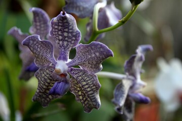 Dark purple orchid flower on green