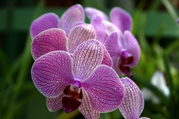 purple orchid flower on green
