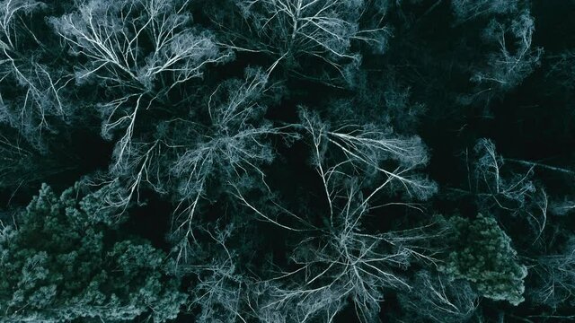 Flying above dark winter forest, trees covered in ice, gloomy creepy scene. Sunless foggy winter day