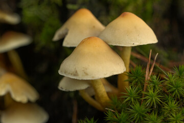 Grünblättriger Schwefelkopf (Hypholoma fasciculare)