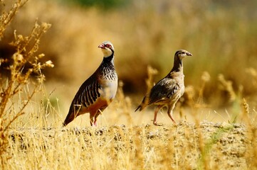 The red-legged partridge is a species of galliform bird in the Phasianidae family