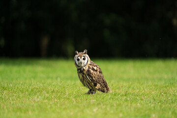 horned owl