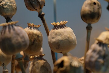 Dry poppy capsules with seeds 