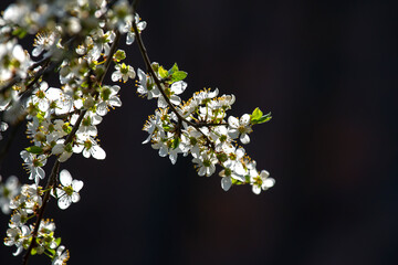 flowering branch of cherry blossoms at sun