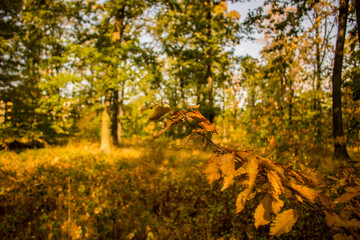 Obraz premium Lostplace