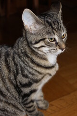 Fototapeta na wymiar portrait of a stern cat