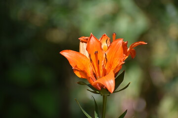 orange tiger lily