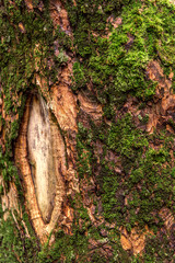 Old bark of wood with moss close-up