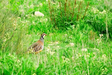 The red-legged partridge is a species of galliform bird in the Phasianidae family