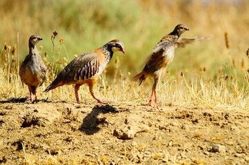 The red-legged partridge is a species of galliform bird in the Phasianidae family