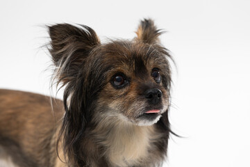 Portrait of a small mongrel dog with ears sticking up on a white background looking up. Multi-racial dog.