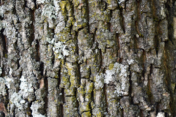 Rough natural texture for background - tree bark. Detailed texture effect
