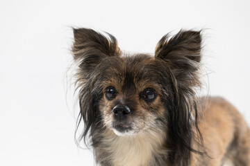 Small female mongrel dog with ears sticking up, looking ahead. A multi-breed dog.