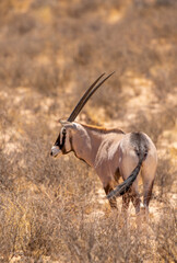 Gemsbok in the Kgalagadi