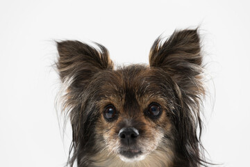 Portrait of just the head of a female dog with ears sticking up which is looking straight into the camera. A multi-breed dog.