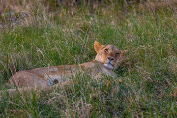 Close-up lioness lies in yellow grass and looks into the photographer's camera