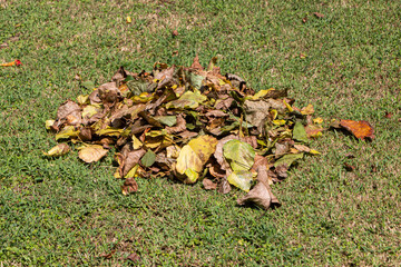 The yellow and green and brown leaves are on the grass in summer