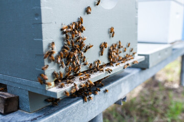 Hive of bees swarming during honey harvest