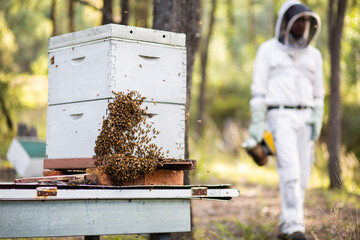 Hive of honey bees in bushland after honey harvest