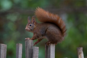 Cute squirrel standing on a wooden fence in the "parc de la t&ecirc;te d'or" in Lyon, France. 