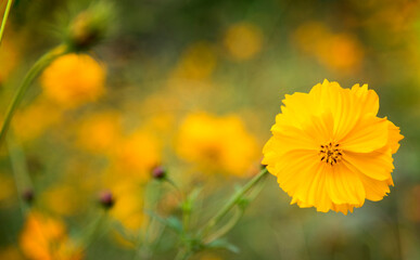 Beautiful yellow cosmos flowers on green leaf background in garden.Selective focus.