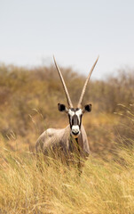 Gemsbok in the Kgalagadi